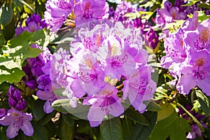 Blooming pink rhododendron, Haaga Rhododendron Park