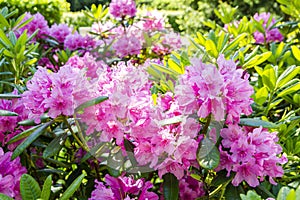 Blooming pink rhododendron, Haaga Rhododendron Park