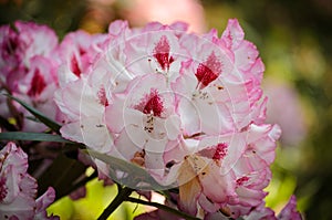 Blooming Pink Rhododendron Hachmann`s Charmant species in Babites botanical  garden, Latvia