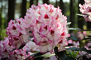 Blooming Pink Rhododendron Hachmann`s Charmant species in Babites botanical  garden, Latvia photo