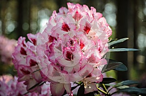 Blooming Pink Rhododendron Hachmann`s Charmant species in Babites botanical  garden, Latvia photo