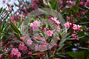 Blooming pink rhododendron in a park. Flower background