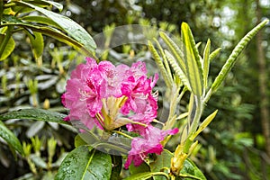 Blooming pink rhododendron after rain, Haaga Rhododendron Park, Helsiki, Finland