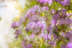 Blooming pink Rhododendron shrub