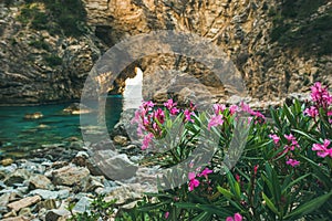 Blooming pink Rhododendron tree in picturesque sea bay, Turkey