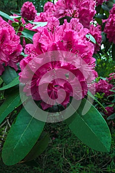 Blooming Pink Rhododendron â€˜Dopeyâ€™on a background of green leaves