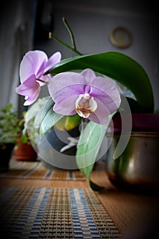 Blooming pink room phalaenopsis orchid