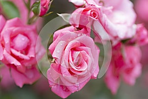 Blooming pink rose