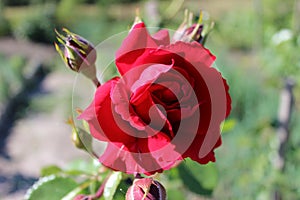 Blooming pink rose bud in the garden