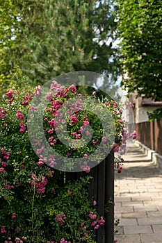 blooming pink rose bushes in front of a iron fence and green hedge, summer flowers