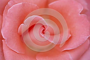 Blooming pink rose close up