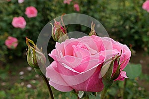 Blooming pink rose cultivar Queen Of Elisabeth established by Lammerts