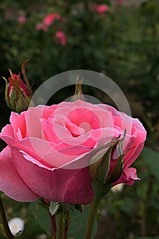 Blooming pink rose cultivar Queen Of Elisabeth established by Lammerts