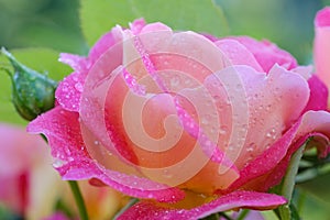 blooming pink rose with water drops on a blurred background
