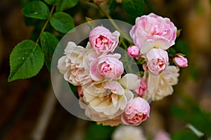 Blooming pink roses on branches in the garden, nobody