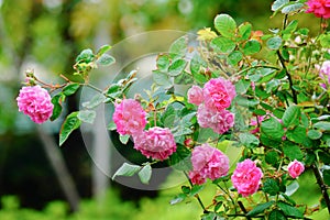 Beautiful blooming pink roses flowers in the garden