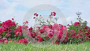 blooming pink roses on a summer day against the sky