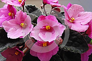 Blooming pink saintpaulia close up