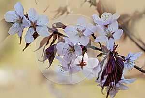 Blooming pink sakura branch in spring.