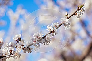 Blooming pink sakura branch in spring.