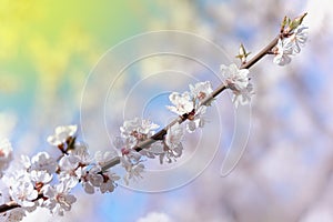 Blooming pink sakura branch in spring.