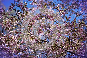 Blooming pink sakura branch in spring.