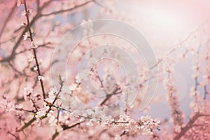 Blooming pink sakura branch in spring. Pink toned background.