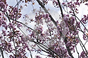 Blooming pink sakura on a sunny day