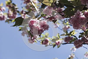 Blooming pink sakura on a sunny day