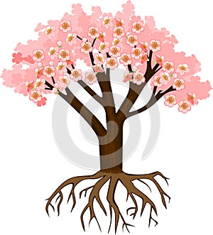 Blooming pink sakura tree on white background