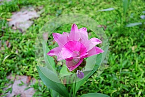 Blooming pink Siam Tulip flowers in garden