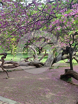 Blooming pink spreading tree Cercis siliquastrum in the park photo