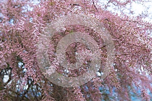 Blooming pink tamarix in a garden spring season. Tamarix Tetrandra