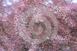 Blooming pink tamarix in a garden spring season. Tamarix Tetrandra