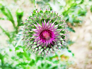 blooming pink thistle bud, macro photography for abstract plant background