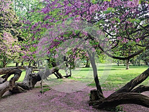 Blooming pink tree Cercis siliquastrum in Varna city park