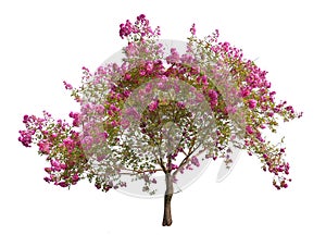 Blooming pink tree isolated on white