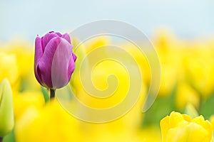 Blooming pink tulip against yellow flowers