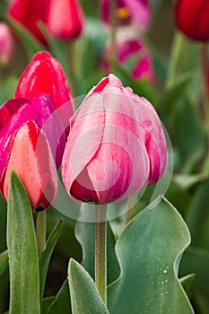 Blooming pink tulip flowers