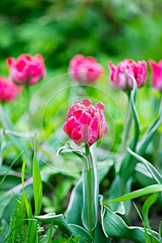 Blooming pink tulips