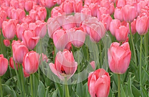 Blooming pink tulips