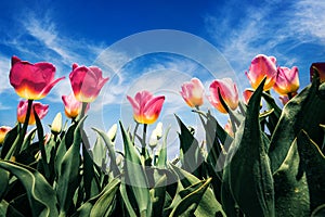 Blooming pink tulips flowers on the Netherlands farm. Romantic spring view of flowers on the blue sky background at the sunny morn