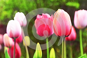 Blooming Pink Tulips with Green Background