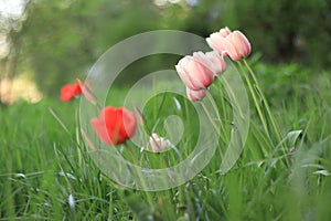 Blooming pink tulips, selective focus