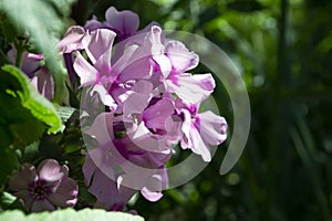 Blooming pink or violet phlox flower macro on a summer sunny day. Purple phloxes flowers close up photo in the summer garden. A