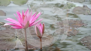 Blooming pink water lily