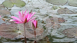 Blooming pink water lily