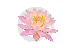 blooming pink water lily flowers or lotus flower isolated on white background with clipping path
