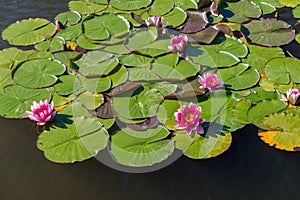 Blooming pink water lily with leaves