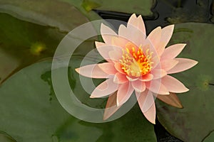 Blooming Pink Water Lily, Nymphaea Colorado, Flower